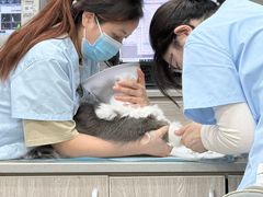 -四月宠物医院·猫专科·心脏专科·内科(转塘店)