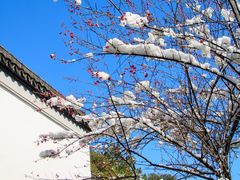 -八大山人梅湖景区