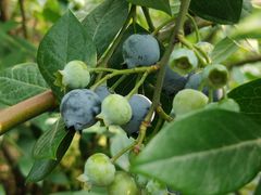 -金谷域澳洲庄园