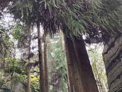 -梭布垭石林景区