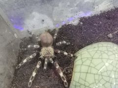-上海大自然野生昆虫馆(东方明珠·爬宠昆虫探索中心)
