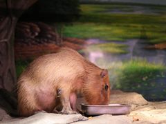 -正佳雨林生态植物园