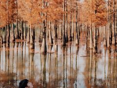 -白鹭湾湿地公园