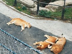 -大连森林动物园