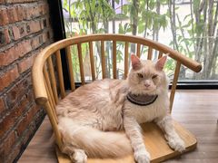 -豆逗聊愈猫阁Easy Life