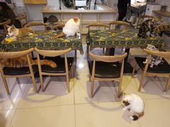 大堂-平行世界·猫咖(首经贸店)