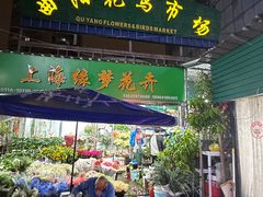 -曲阳花鸟市场(曲阳路店)