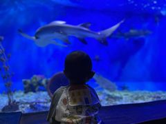 -太平洋海底世界