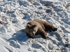 -新疆天山野生动物园
