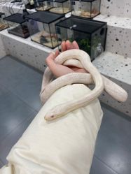 -Moni星球萌宠·小马宝莉·灵蛇·高端高阶全萌宠互动体验俱乐部(红豆国际广场店)