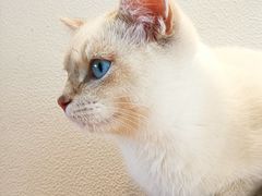 -猫小主咖啡·猫咖cat cafe(福田店)