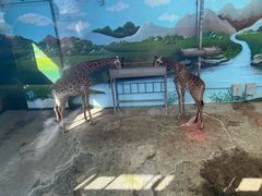 -西霞口神雕山野生动物世界