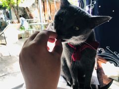 -喵屿·大理花园猫咖