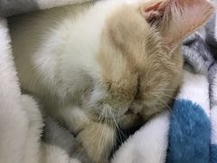 -谐和益家动物医院·免疫绝育·血液透析·宠保定点医院(高新伊藤分院)