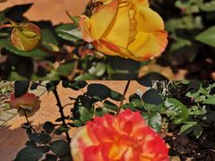 -武汉紫薇都市田园