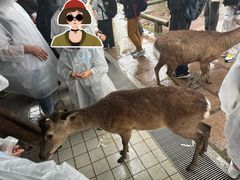 -奈良公园