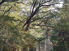 -上海共青森林公园