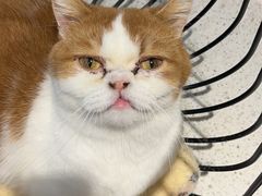 -飞行喵MR PILOT|猫舍·猫咖(静安大融城店)
