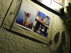 -Sirena海妖日咖夜酒