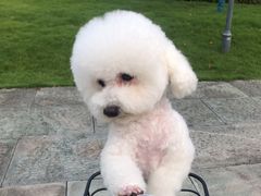 -佳雯宠物医院·皮肤科·内外科(春晓路分院)