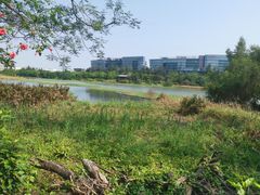 -华侨城湿地公园