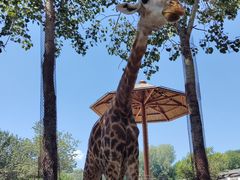 -大连森林动物园