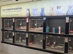 -翊宠yipet猫狗购宠庄园犬舍•猫舍