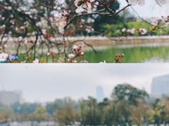 -翠湖公园