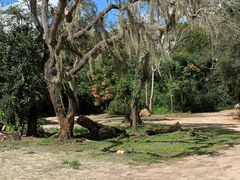 -奥兰多迪士尼动物王国乐园