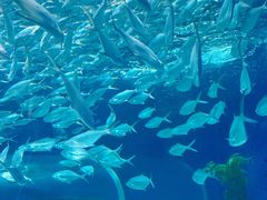-上海海洋水族馆