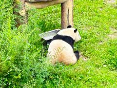-沈阳森林动物园