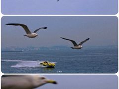 -大连老虎滩海洋公园