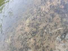 -玉舍国家森林公园