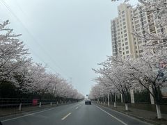 -高东镇樱花园