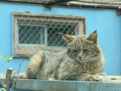 -青藏高原野生动物园
