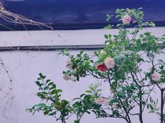 -拙政园