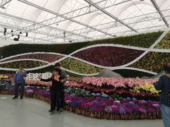 百合花会场-万顷园艺世界