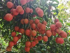 -风云岭森林公园