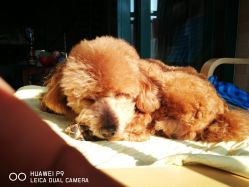 -潘多拉Hairsalon