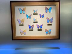 -上海昆虫博物馆