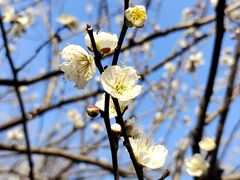 -杭州植物园