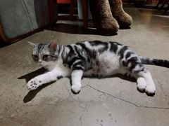 -咖法森林·咖啡  酒吧(天河店)