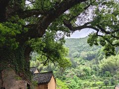 -杨家堂村