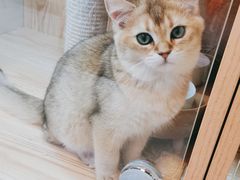 -山宅一喵德文卷毛猫舍