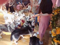 -Husky Go! 哈士奇体验馆·宠物咖啡厅狗咖