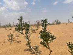 -亿利库布其七星湖沙漠生态旅游区