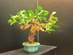-刀板香·安徽菜(国购IFC店)