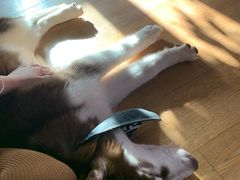 -Husky Go! 哈士奇体验馆·宠物咖啡厅狗咖