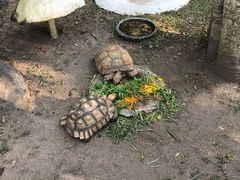 -清迈夜间动物园