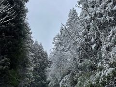 -武陵山森林公园